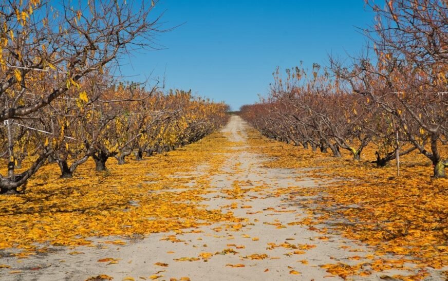 asphalt road surrounded by yellow tree leaf and bare trees