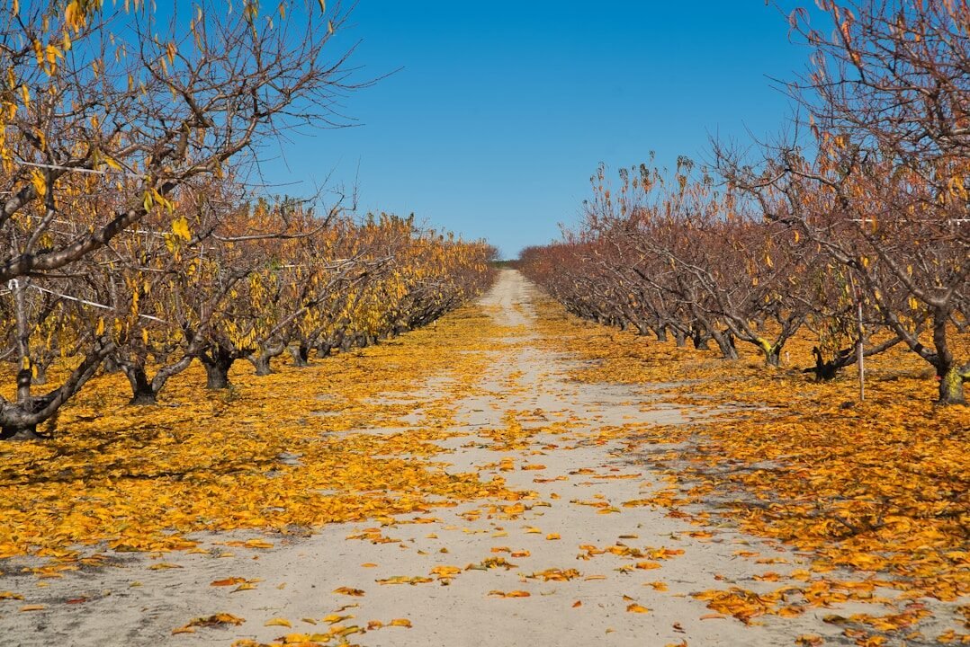 Why California peach farmers are removing thousands of trees after Del Monte Foods’ bankruptcy