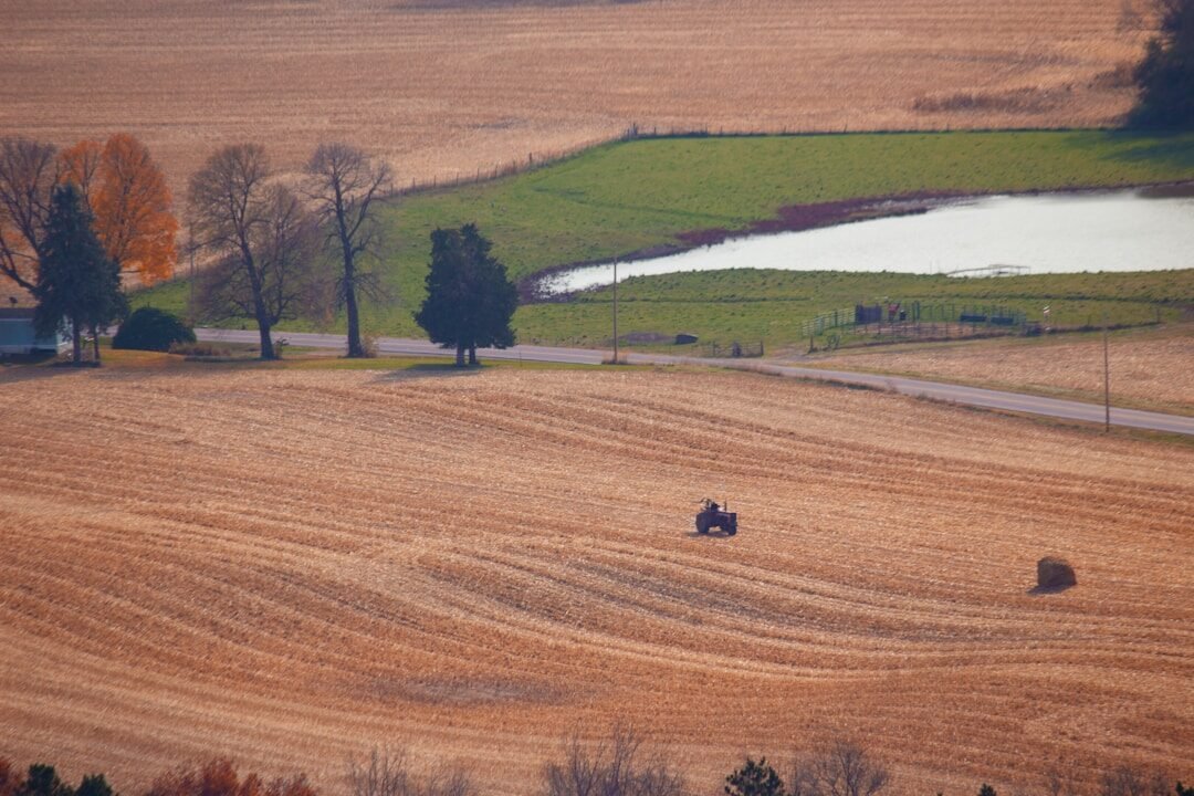 A large field with some animals in it